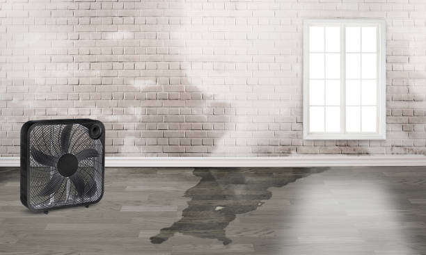 Best Basement water damage restoration  in Southport, NC